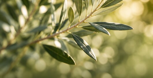 Illustrative close-up of green leaves in soft sunlight